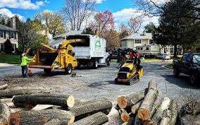 How Our Tree Care Process Works  in  Monessen, PA